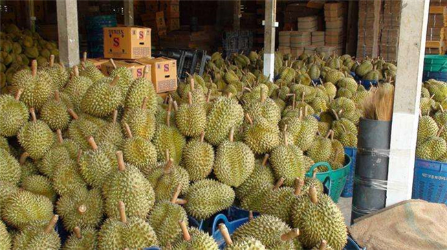 1592021788466686.jpg 馬來西亞榴蓮進口