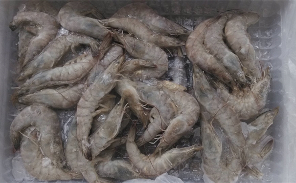 上海進(jìn)口馬來(lái)西亞冷凍蝦報(bào)關(guān)所需費(fèi)用有哪些 上海進(jìn)口馬來(lái)西亞冷凍蝦報(bào)關(guān)