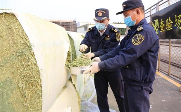 苜蓿草進(jìn)口報關(guān)注意事項有哪些? 苜蓿草進(jìn)口報關(guān)
