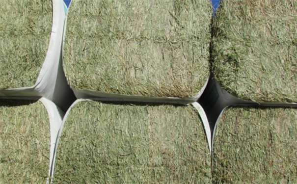 1603935580579307.jpg 苜蓿草進(jìn)口報關(guān).jpg