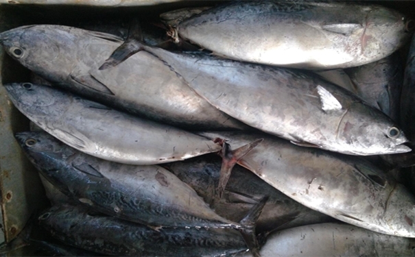 加拿大冷凍金槍魚進(jìn)口報(bào)關(guān)要注意哪些事項(xiàng) 加拿大冷凍金槍魚進(jìn)口報(bào)關(guān)