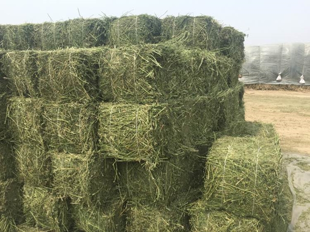 進(jìn)口苜蓿草清關(guān)需提供什么資料 進(jìn)口苜蓿草清關(guān)