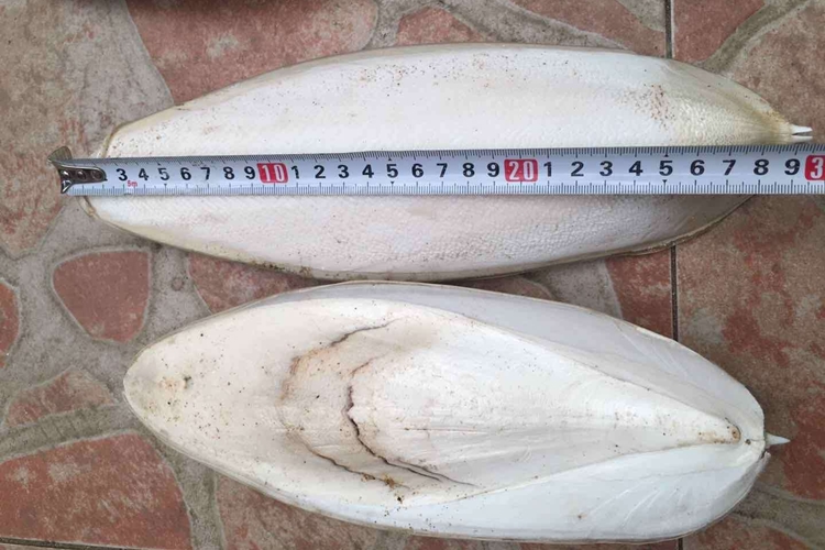 工業(yè)用墨魚骨代理報(bào)關(guān)公司 墨魚骨進(jìn)口清關(guān).jpg