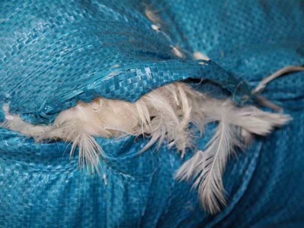 1639623575526892.jpg 越南鴨毛進口報關沒有你想象得那么復雜_副本.jpg