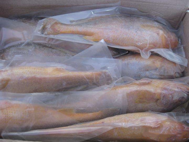 進(jìn)口韓國(guó)海鮮報(bào)關(guān) 進(jìn)口韓國(guó)海鮮報(bào)關(guān)