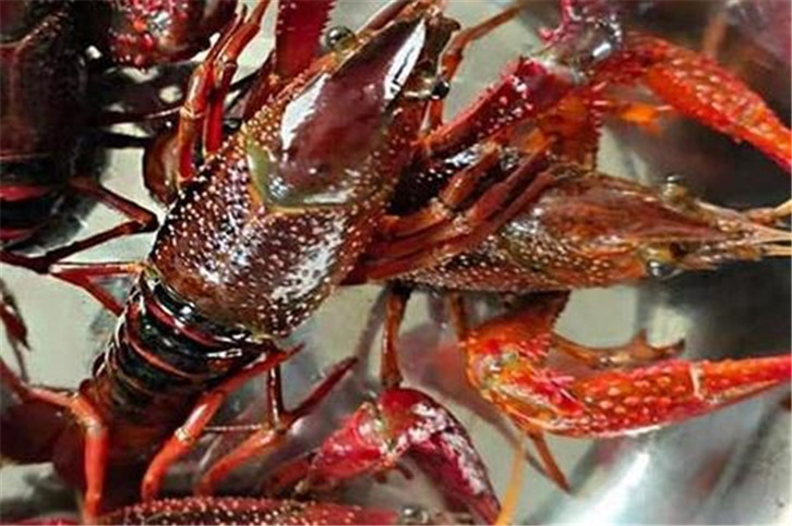 1656495374332825.jpg 鮮活龍蝦空運報關.jpg