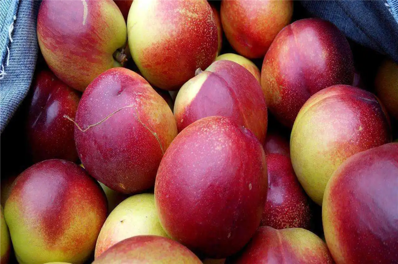 1664358881435214.png 廣州進口澳洲水果報關(guān).png