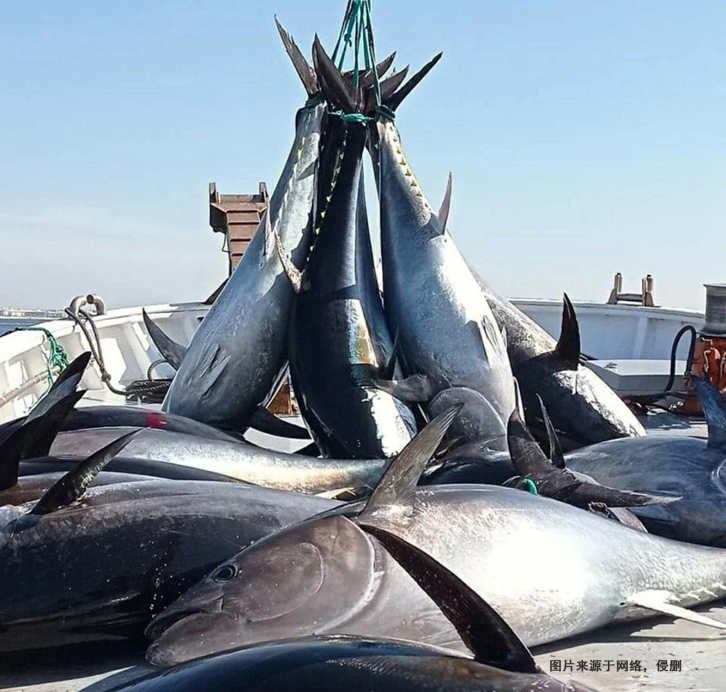 美國金槍魚進(jìn)口報關(guān)費用 美國金槍魚進(jìn)口報關(guān)費用