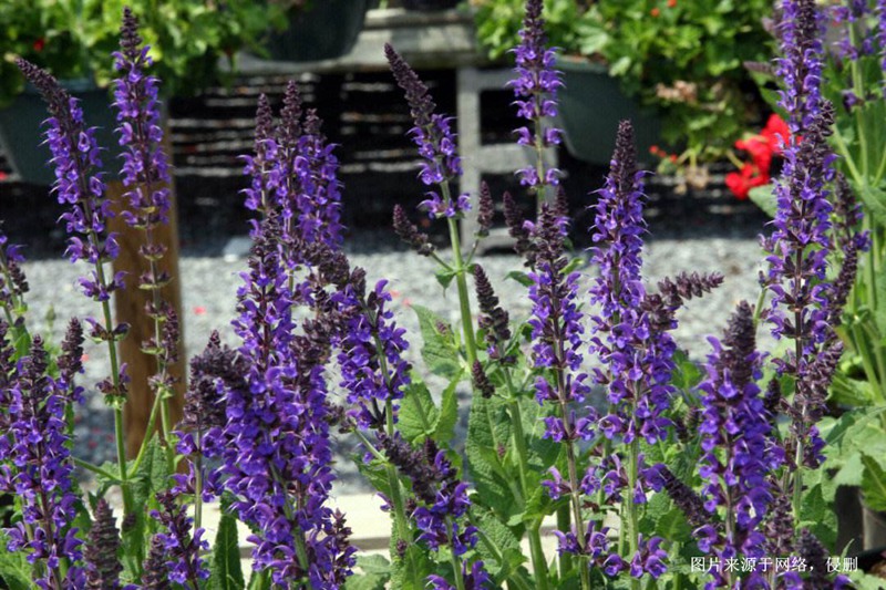 馬來西亞鼠尾草進(jìn)口報(bào)關(guān)資料 馬來西亞鼠尾草進(jìn)口報(bào)關(guān)資料